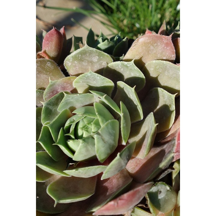 Barbe de Jupiter - Sempervivum 'Pallas'