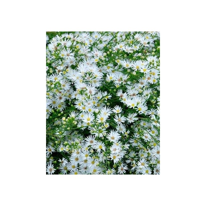 Vendangeuse - Aster (Symphyotrichum) n.a 'Autumn Snow'