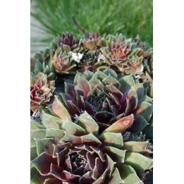 Barbe de Jupiter - Sempervivum 'Pilatus'