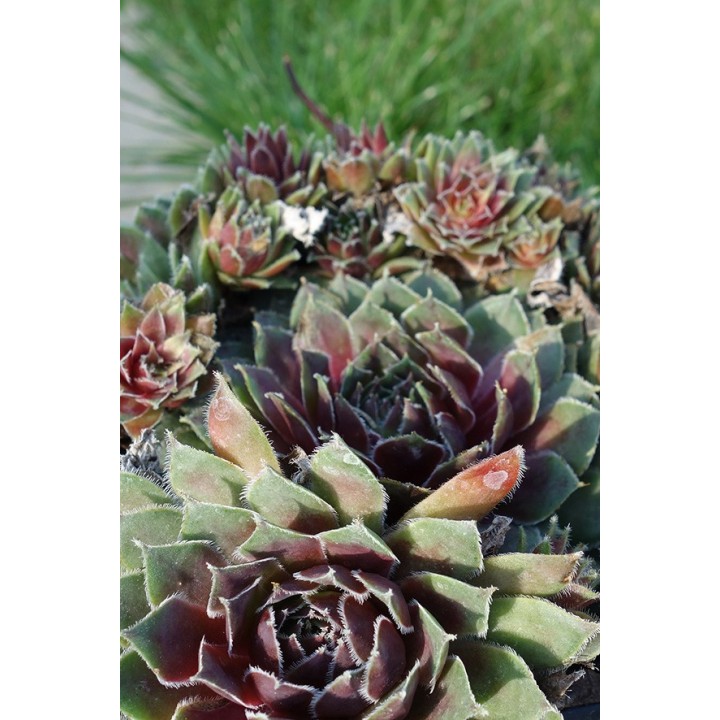 Barbe de Jupiter - Sempervivum 'Pilatus'