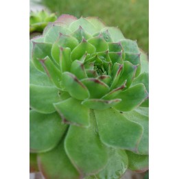 Barbe de Jupiter - Sempervivum balcanicum