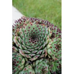 Barbe de Jupiter - Sempervivum calcareum 'Extra'
