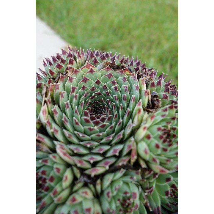 Barbe de Jupiter - Sempervivum calcareum 'Extra'