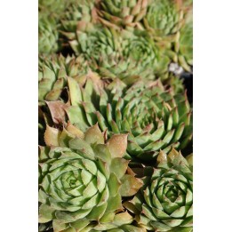 Barbe de Jupiter - Sempervivum grandiflorum