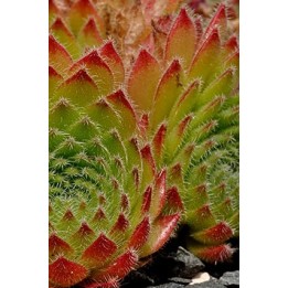 Barbe de Jupiter - Sempervivum leucanthum