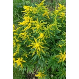 Verge d'or naine - Solidago 'Golden Dwarf' (Goldzwerg)