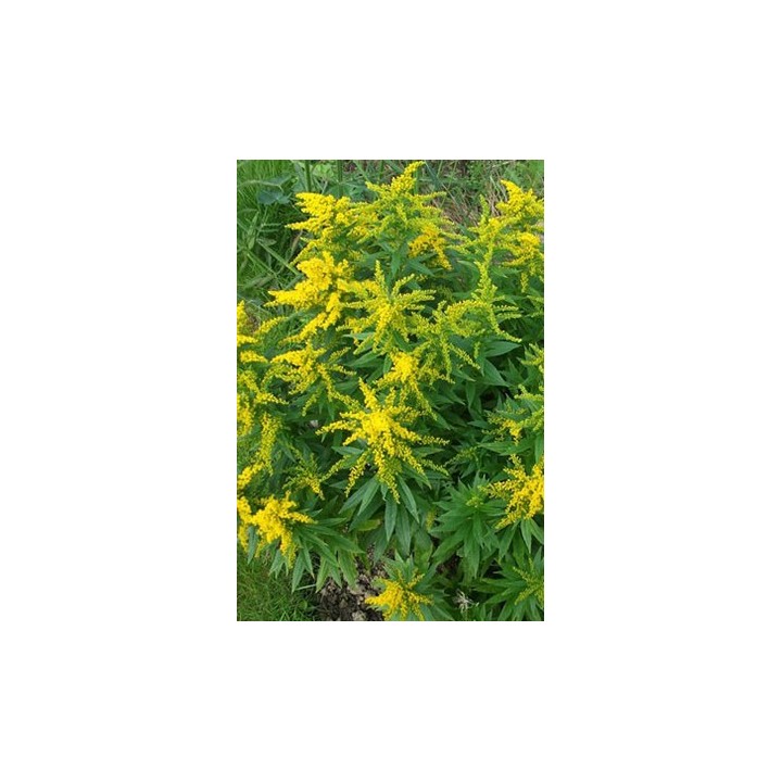 Verge d'or naine - Solidago 'Golden Dwarf' (Goldzwerg)