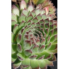 Barbe de Jupiter - Sempervivum vallesianum