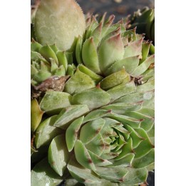 Barbe de Jupiter - Sempervivum x vaccarii