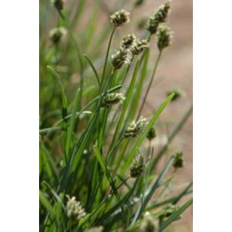 Seslerie bleue - Sesleria caerulea