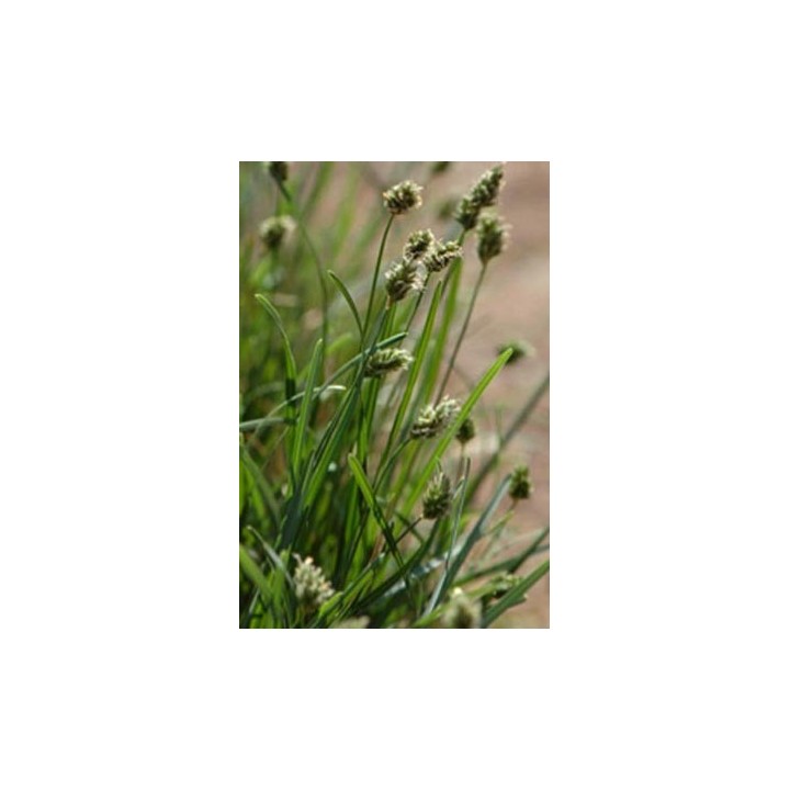 Seslerie bleue - Sesleria caerulea