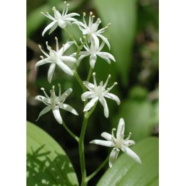 Smilacine étoilée - Smilacina stellata