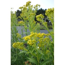 Solidago riddelii