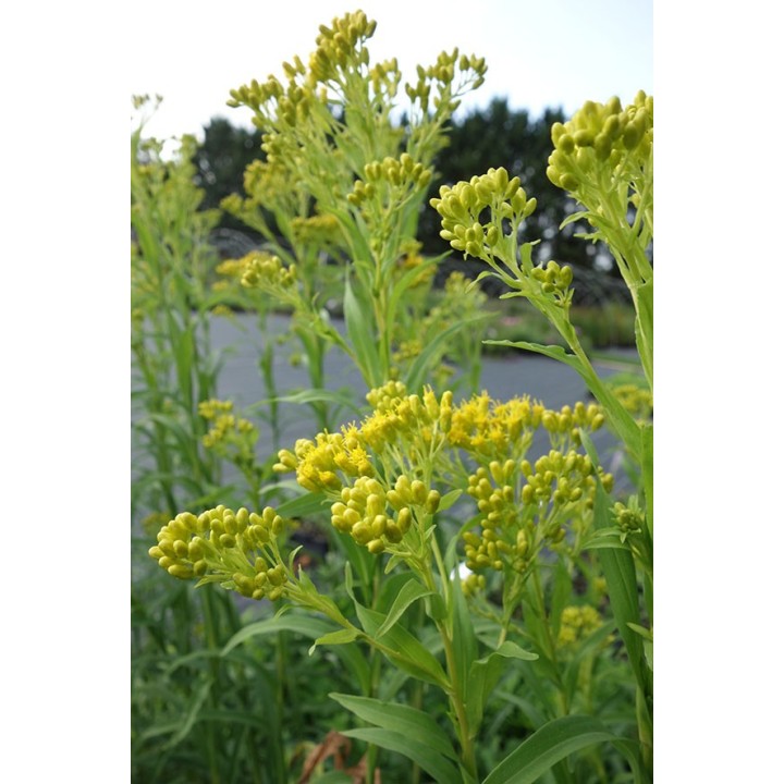 Solidago riddelii