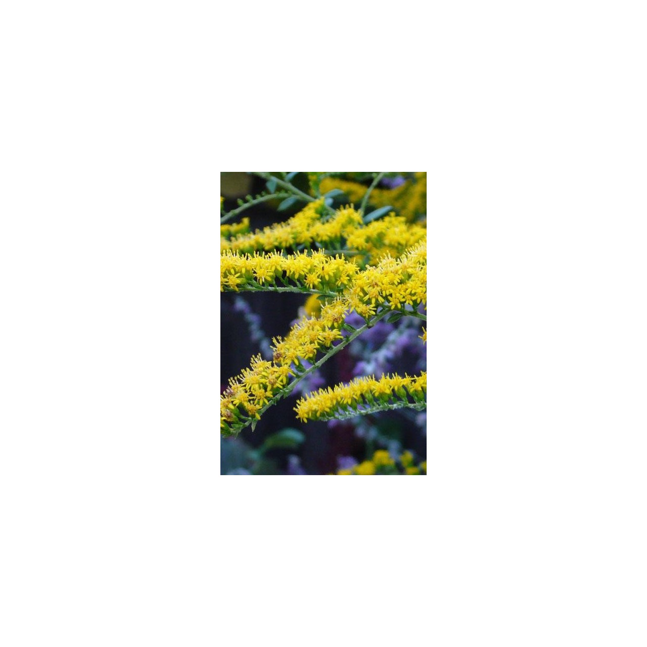 Verge d'or - Solidago rugosa 'Fireworks'
