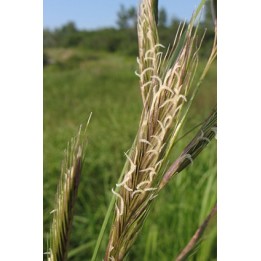 Graminée vivace - Spartina pectinata