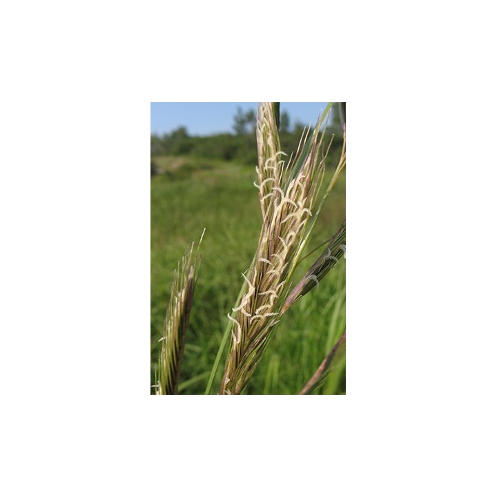 Graminée vivace - Spartina pectinata