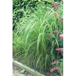 Graminée vivace - Spartina pectinata 'Aureomarginata'