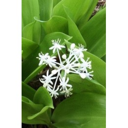 Muguet de Chine - Speirantha convallarioïdes