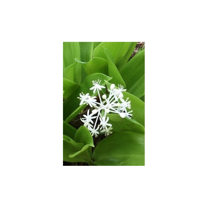 Muguet de Chine - Speirantha convallarioïdes