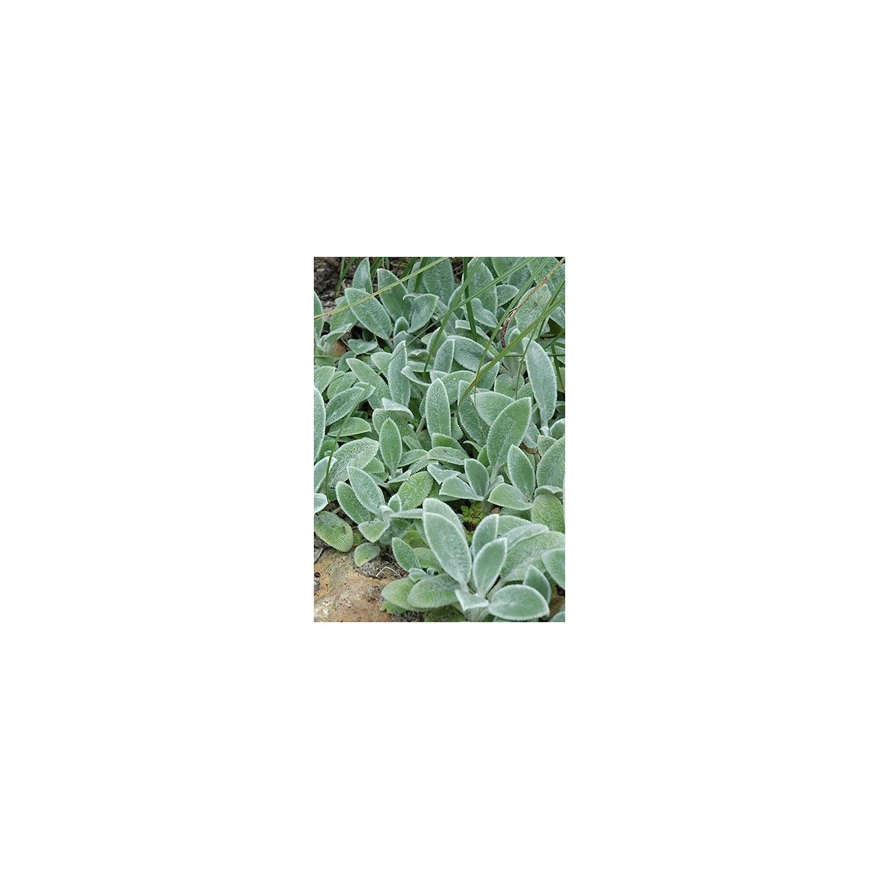 Oreille d'ours - Stachys byzantina 'Silver Carpet'