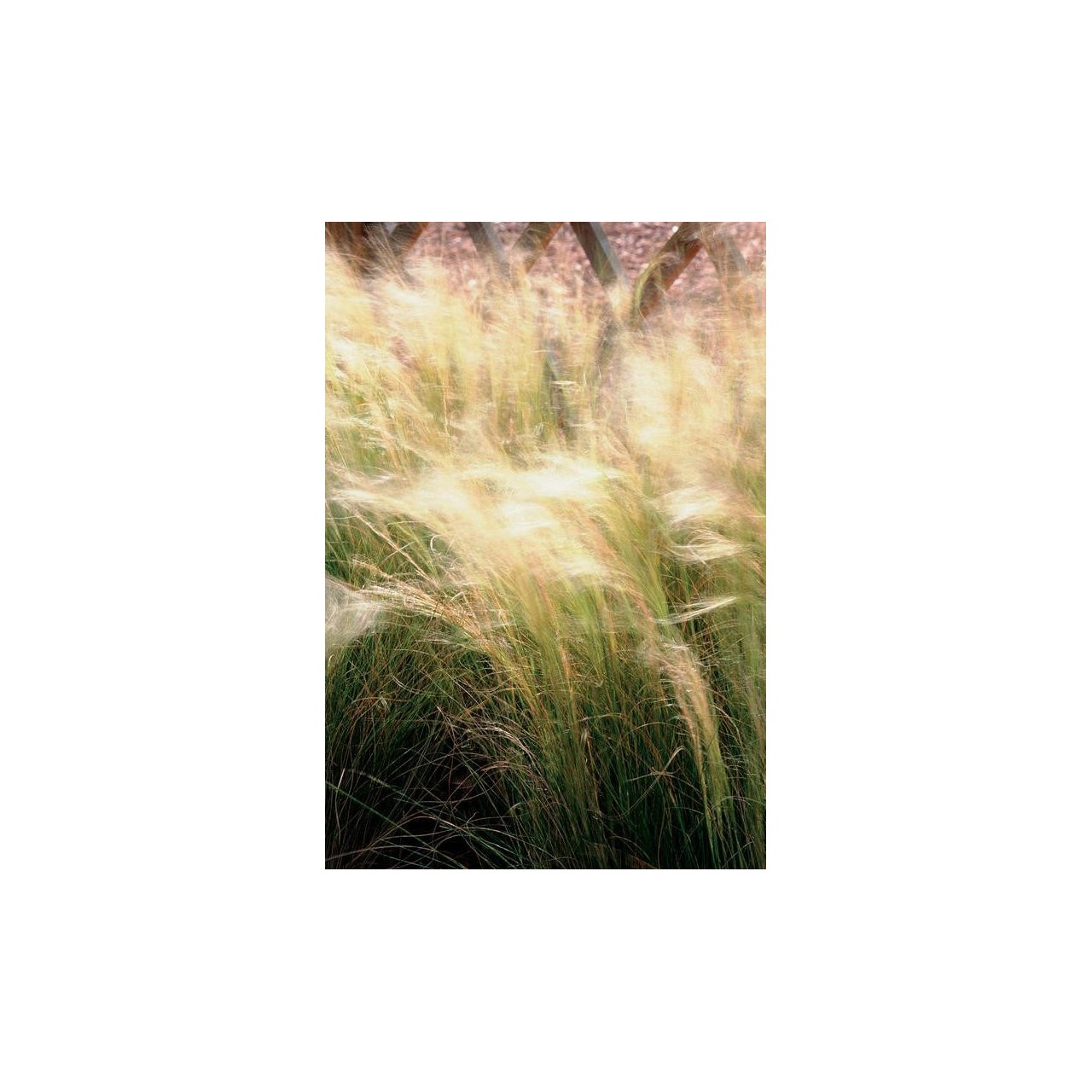 Cheveux d'ange - Stipa tenuissima 'Pony Tails'