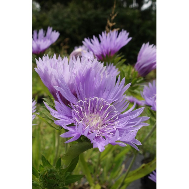 Stokesia laevis