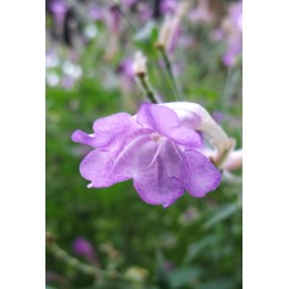 Strobilanthes rankanensis