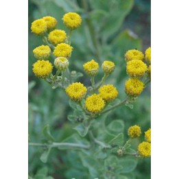 Menthe coq - Tanacetum balsamita