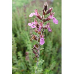Germandrée - Teucrium x lucidrys