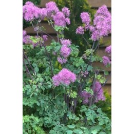 Thalictrum 'Purplelicious'