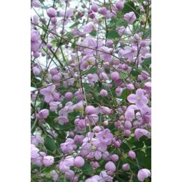 Thalictrum 'Splendide'