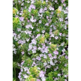 Thym  - Thymus 'Golden King'