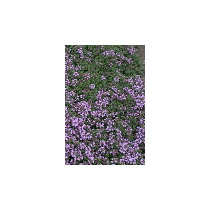 Thym laineux - Thymus pseudolanoginosus