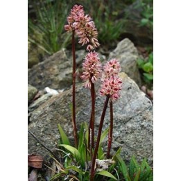 Tofieldia coccinea