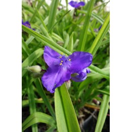 Ephémère de Virginie - Tradescantia 'Baerbel'