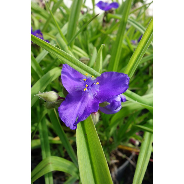 Ephémère de Virginie - Tradescantia 'Baerbel'