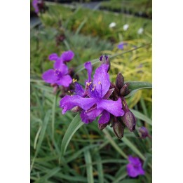 Ephémère de Virginie - Tradescantia 'Concord Grape'