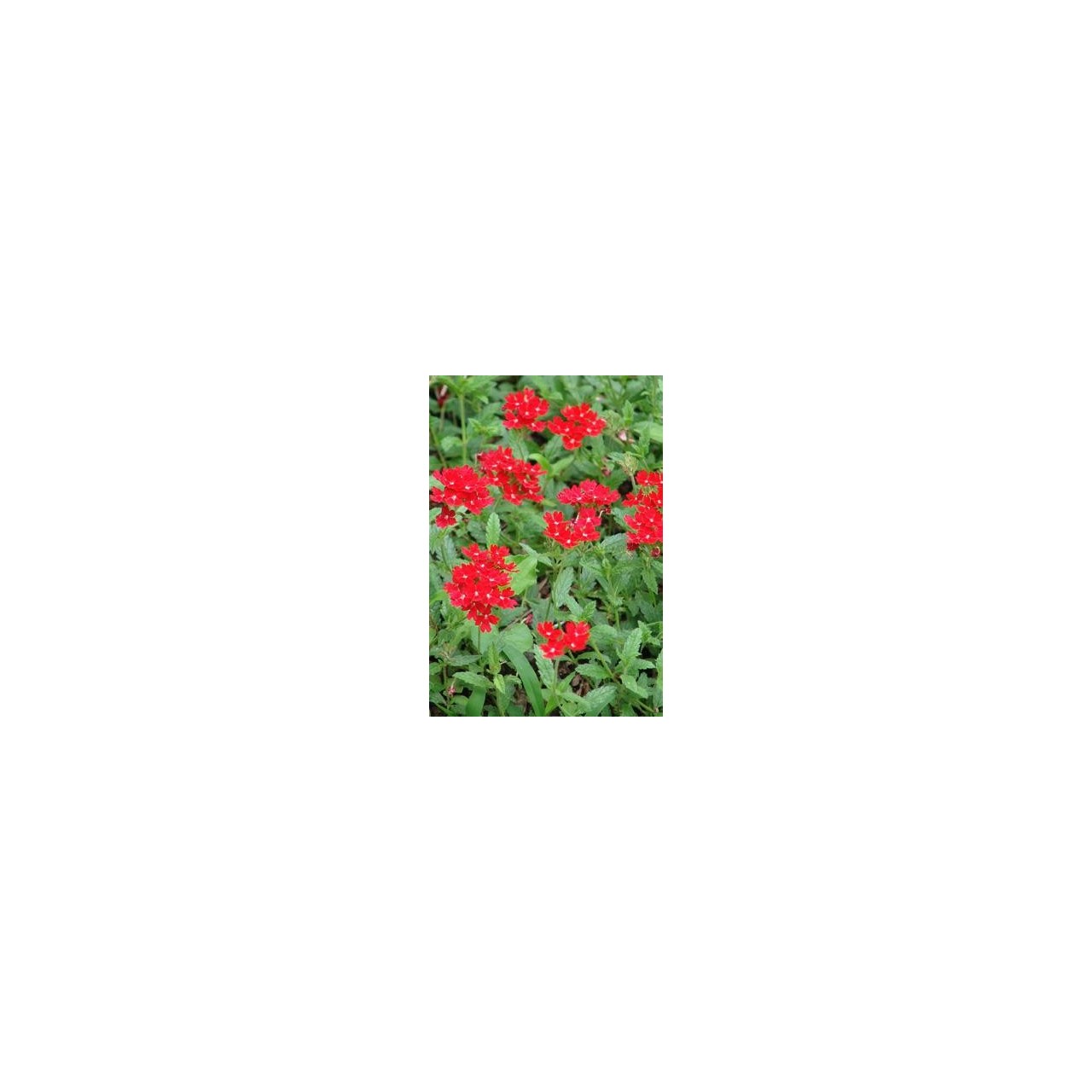 Verveine - Verbena peruviana - Glandularia peruviana -