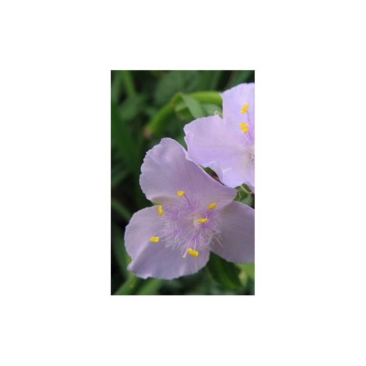 Ephémère de Virginie - Tradescantia 'Melissa'