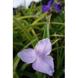 Ephémère de Virginie - Tradescantia 'Pauline'