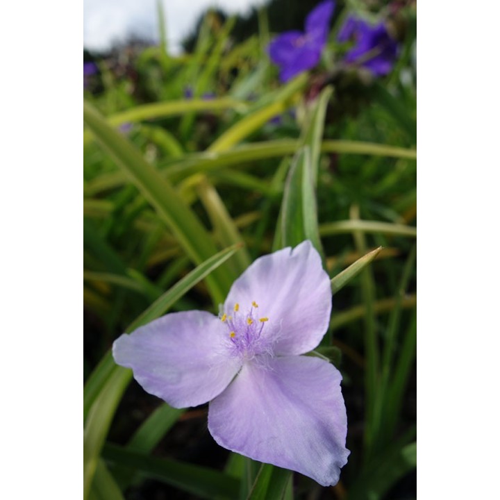 Ephémère de Virginie - Tradescantia 'Pauline'