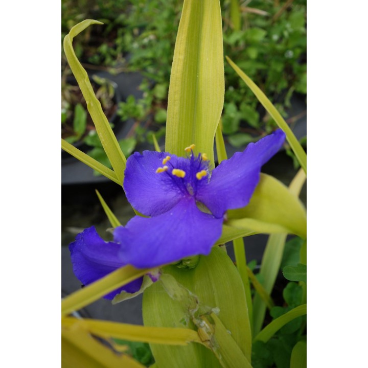 Ephémère de Virginie - Tradescantia 'Sweet Kate'