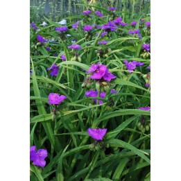 Ephémère de Virginie - Tradescantia x andersoniana 'Karminglüt'