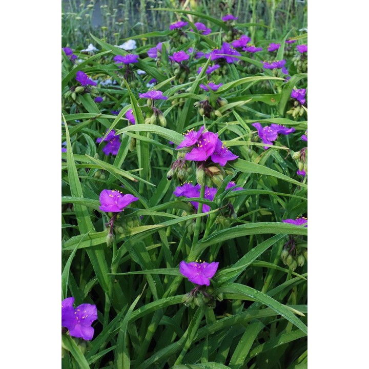 Ephémère de Virginie - Tradescantia x andersoniana 'Karminglüt'