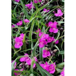 Ephémère de Virginie - Tradescantia x andersoniana 'Rubra'