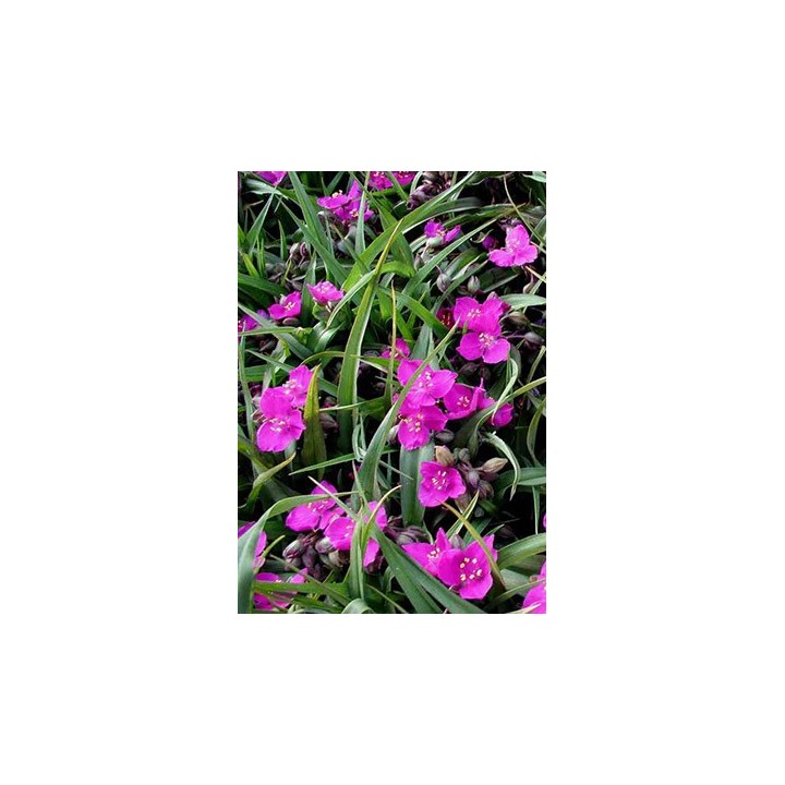 Ephémère de Virginie - Tradescantia x andersoniana 'Rubra'
