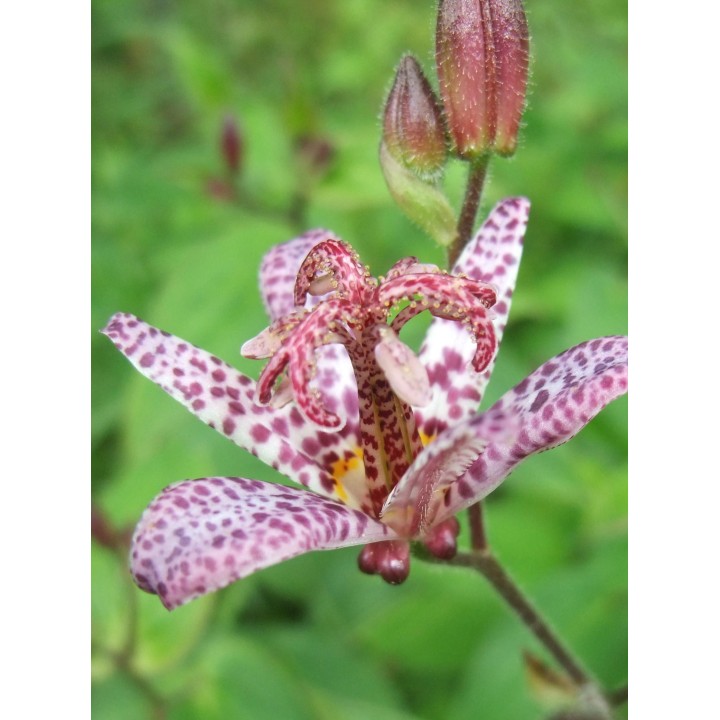Lis crapaud - Tricyrtis formosana 'Dark Beauty'