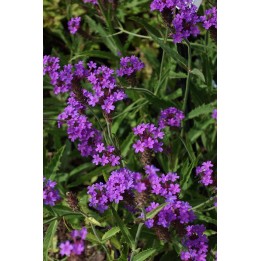 Verveine - Verbena rigida