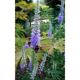 Veronique - Veronica grandis
